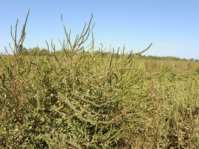 Several speakers at a National Research Council hearing on crop biotechnology Monday pointed to problems with weed resistance, particularly the expansion of Palmer amaranth in Southern states as the weed also advances farther northward every year as well. (DTN file photo by Pam Smith)